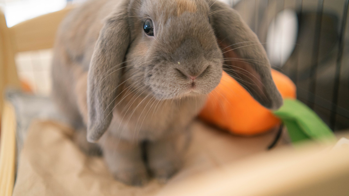 Can Bunnies Play With Dog Toys