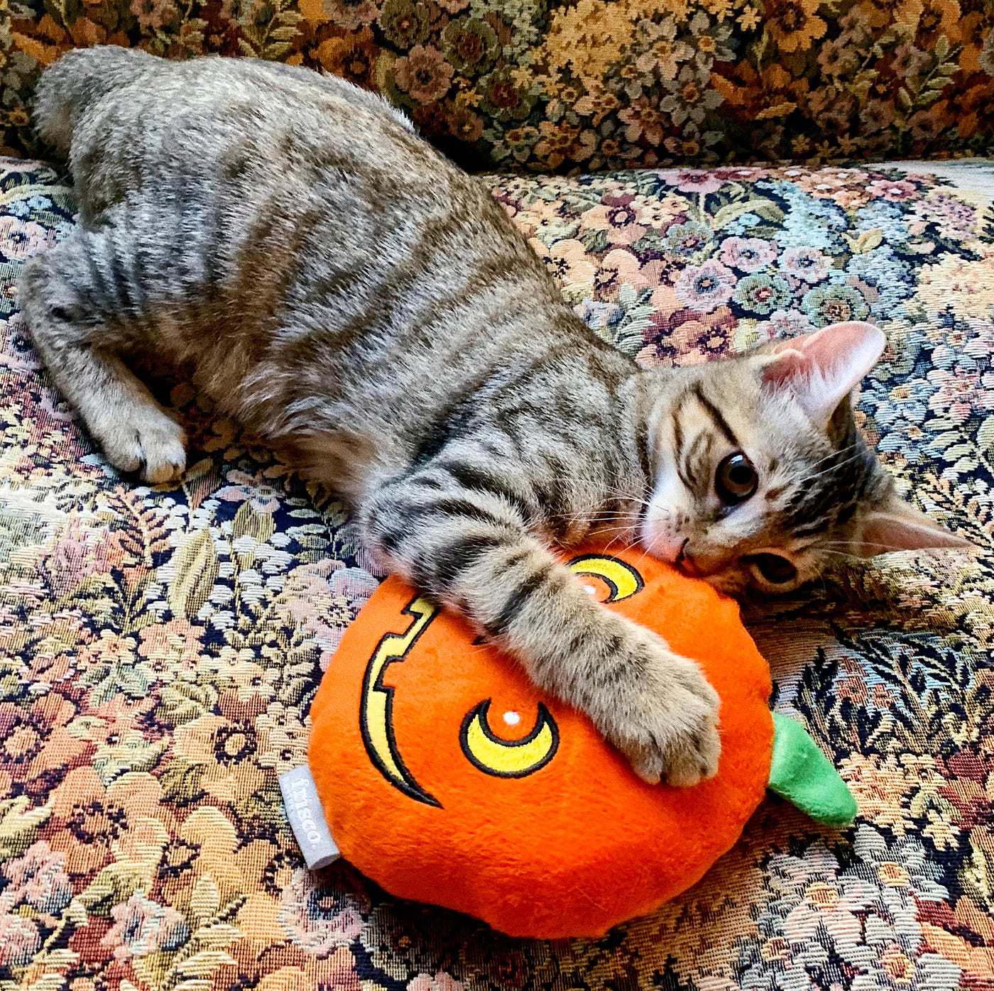Can Cats Play With Dog Toys