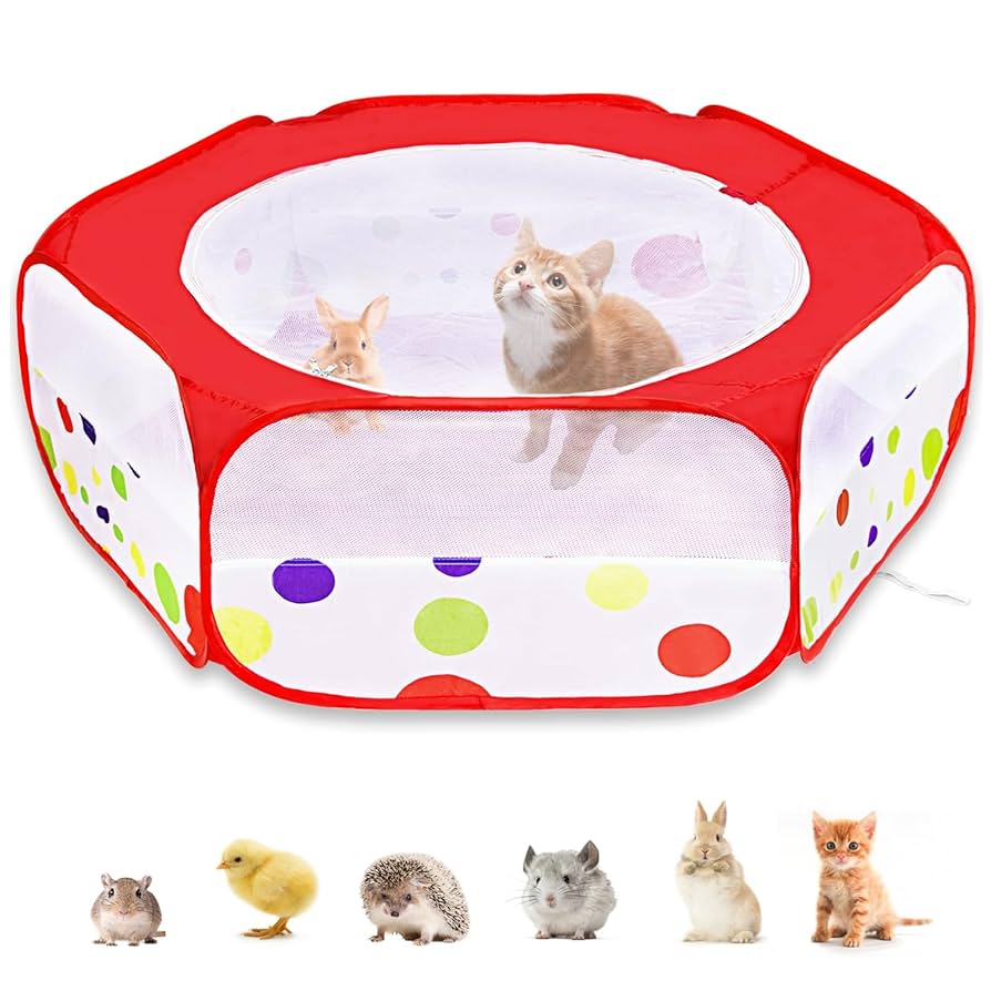 Can Guinea Pigs Play With Cat Toys