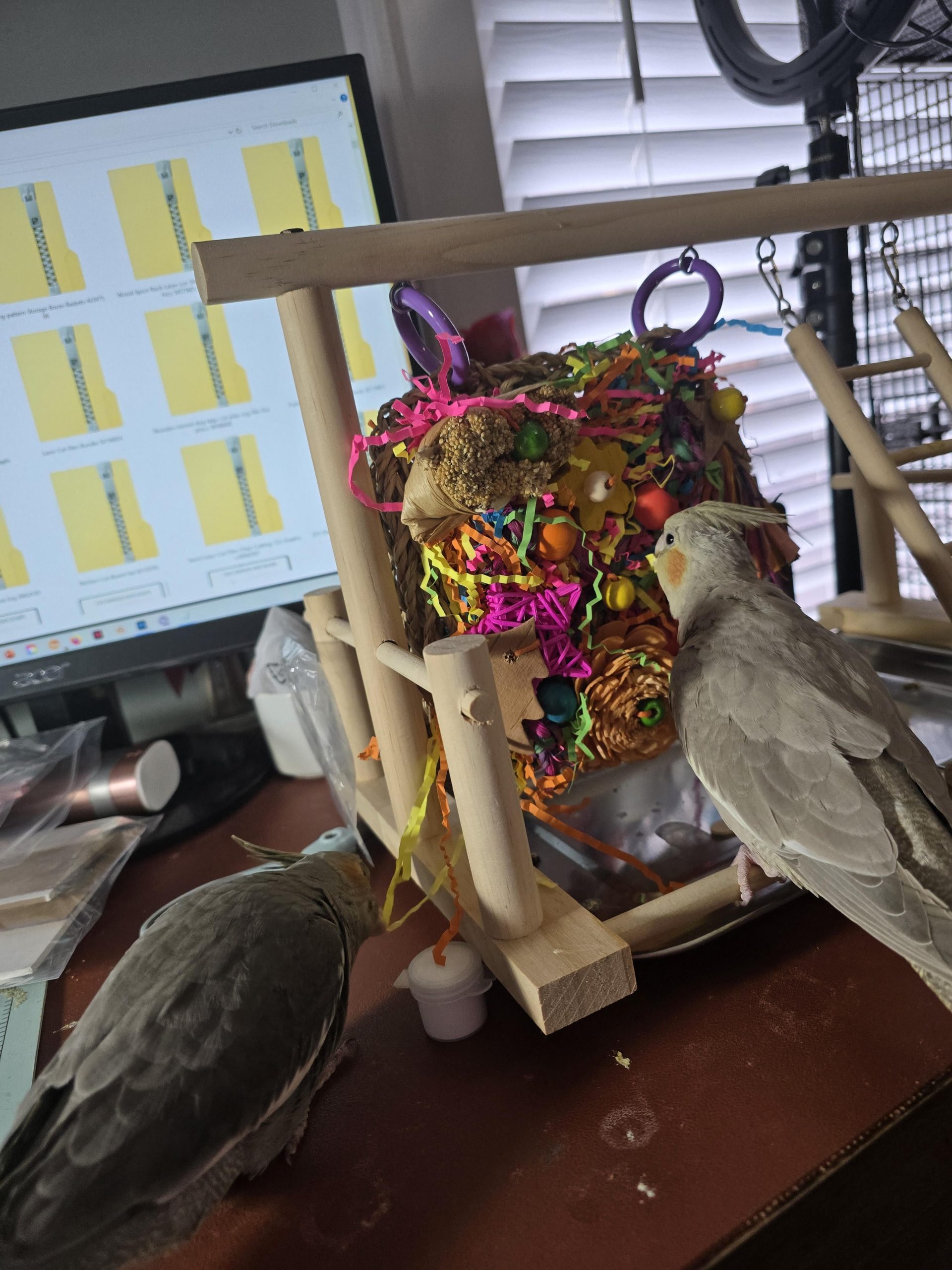 Do All Cockatiels Play With Toys