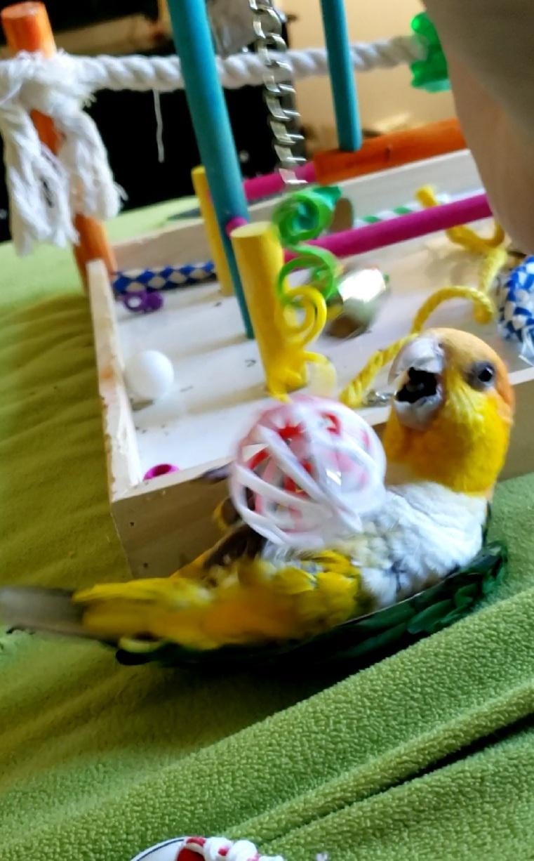 Do Baby Birds Play With Toys