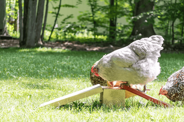 Do Chickens Need Toys to Play With