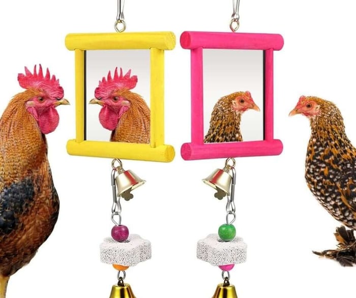Do Chickens Play With Bird Toys