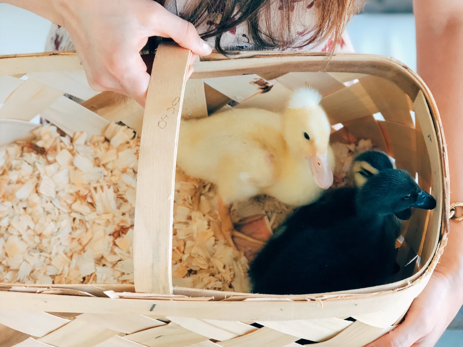 Do Ducklings Play With Toys