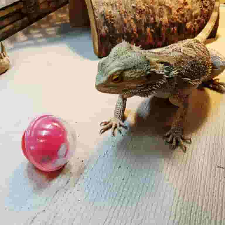 Do Lizards Play With Toys