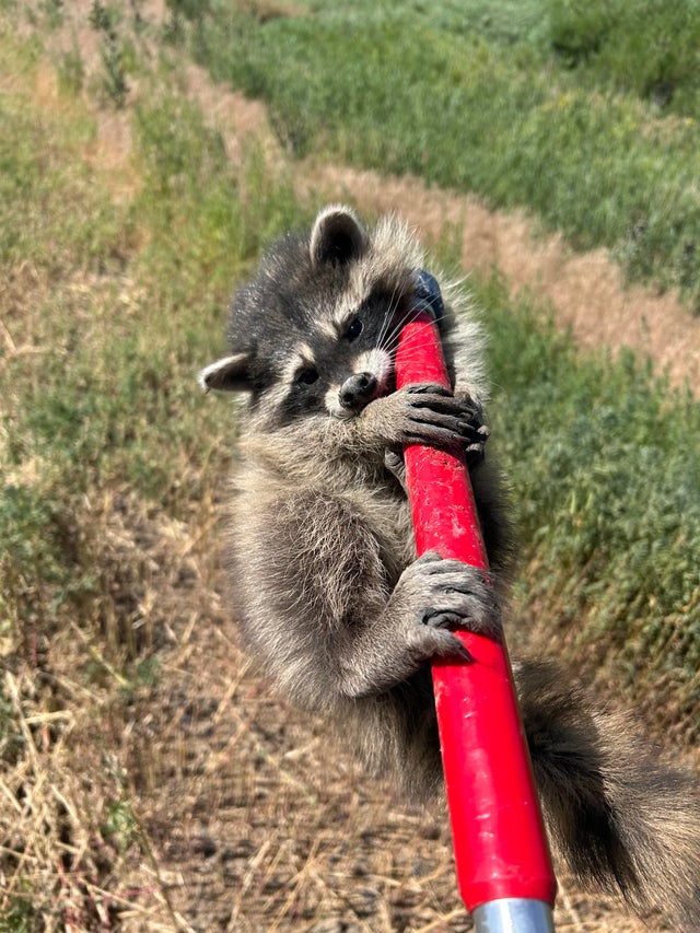 Do Raccoons Play With Toys