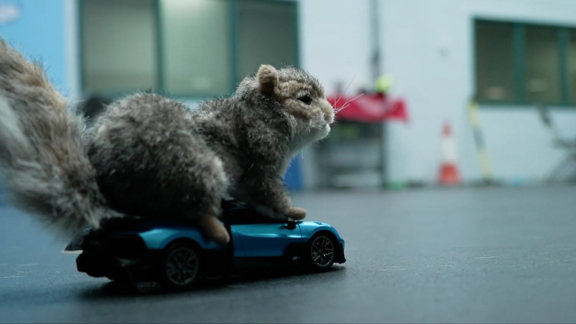 Do Squirrels Play With Toys
