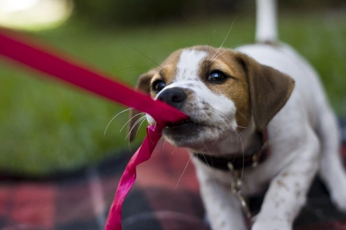 How to Teach a Dog to Play With Toys
