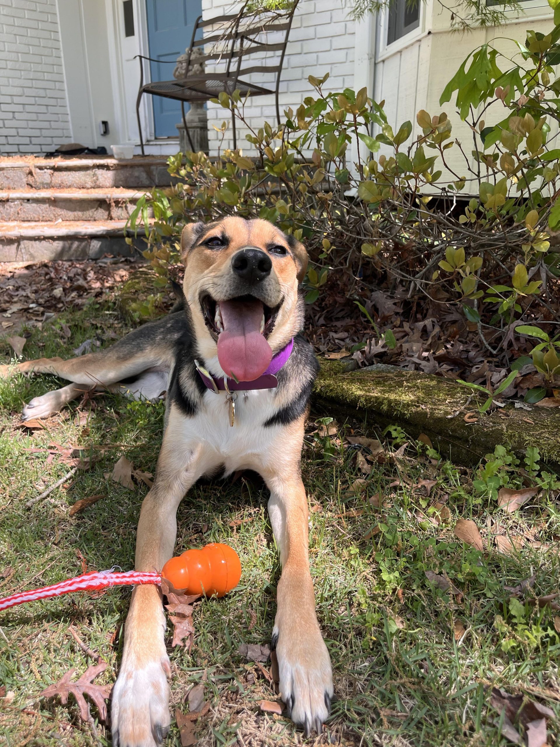 Why Do Some Dogs Not Play With Toys