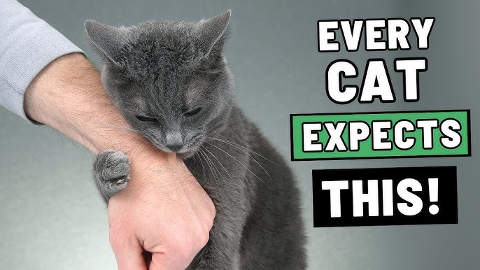 Why Won'T My Cat Play With Toys